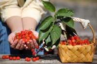 5月18日至6月16日，“櫻桃之約”邀你共赴！